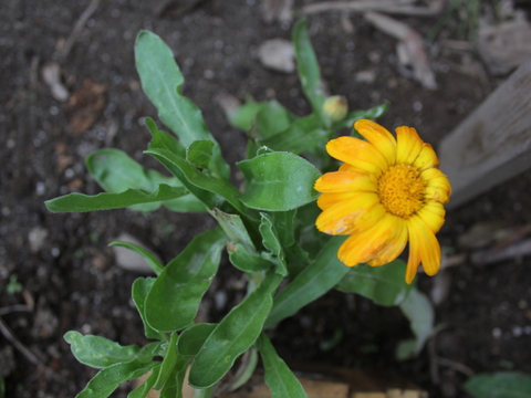 50.	Arnica (Arnica chamissonis)
Data da fotografia: 11/06/2018
Utilidade/ função na horta: Planta medicinal.